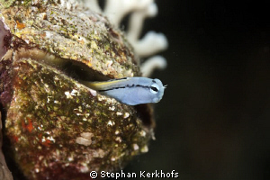 Mimic blenny taken with 180mm in Na'ama bay. by Stephan Kerkhofs 
